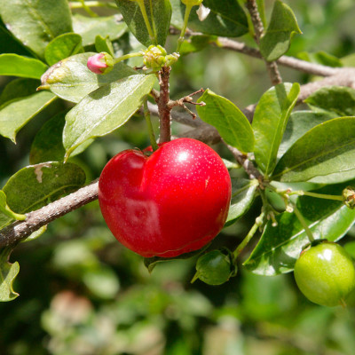 Fruit d'acérolier