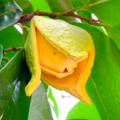 Soursop