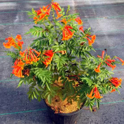 Tecoma Esperanza Orange Jubilee