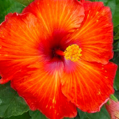 Hibiscus Playboy