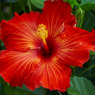 Hibiscus Playboy