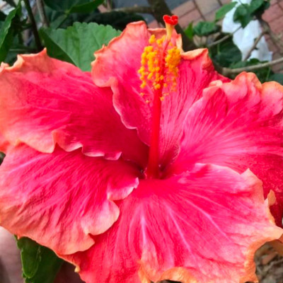 Hibiscus Curly Top Hibiscus Curly Top