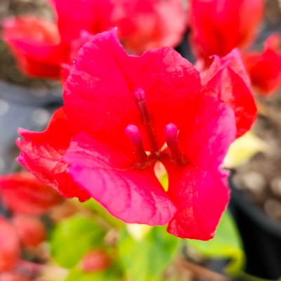 Bougainvillea Sunstone Red