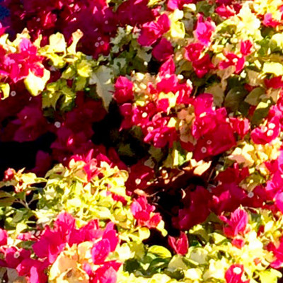 Bougainvillea Sunstone Red