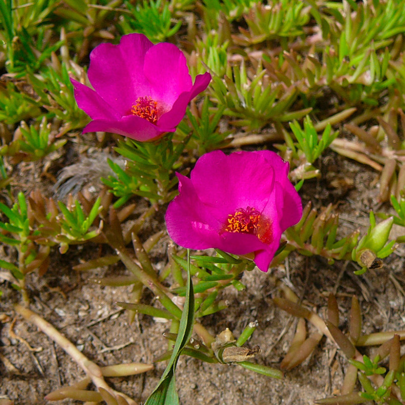 Portulaca grandiflora, Moss rose
