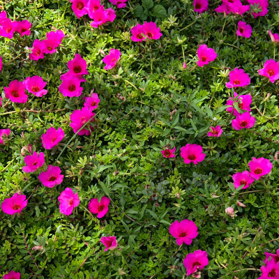 PORTULACA GRANDIFLORA