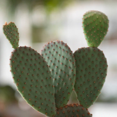 OPUNTIA MICRODASYS