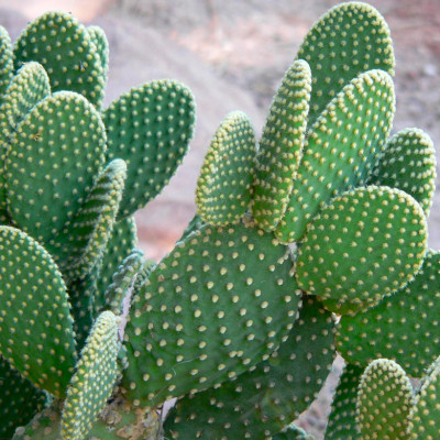 OPUNTIA MICRODASYS