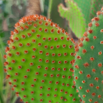 OPUNTIA MICRODASYS