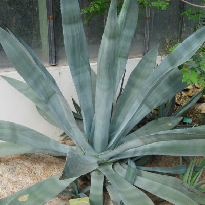 AGAVE TEQUILANA