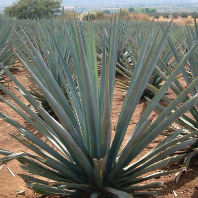 AGAVE TEQUILANA