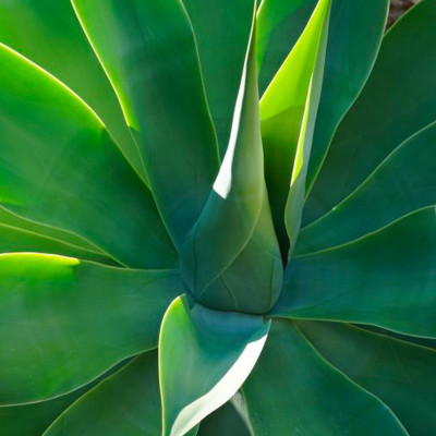 AGAVE ATTENUATA