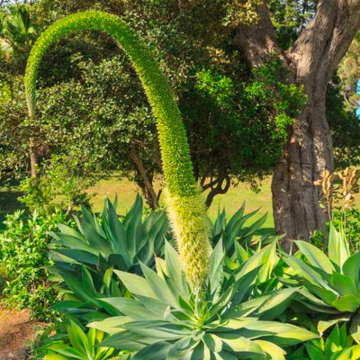 AGAVE ATTENUATA