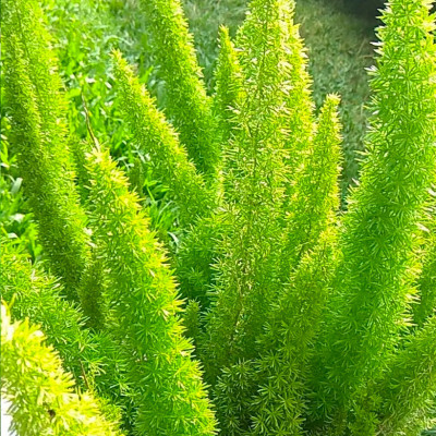 ASPARAGUS DENSIFLORUS 'MEYERI'