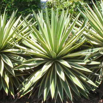 AGAVE ANGUSTIFOLIA