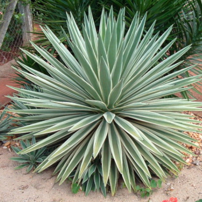 AGAVE ANGUSTIFOLIA