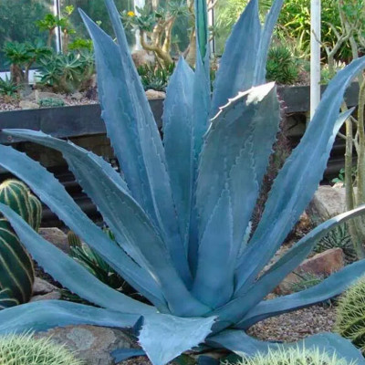 AGAVE AMERICANA