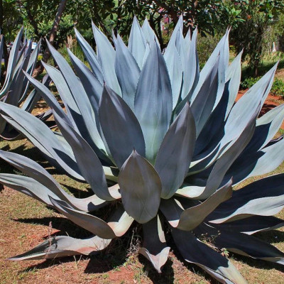 AGAVE AMERICANA