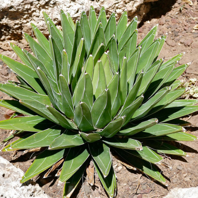 AGAVE VICTORIAE REGINAE