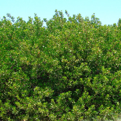 CONOCARPUS ERECTUS