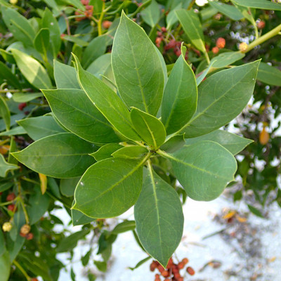 CONOCARPUS ERECTUS