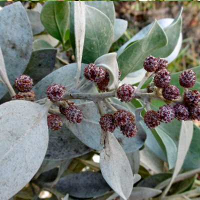 CONOCARPUS ERECTUS SERICEUS CONOCARPUS ERECTUS SERICEUS