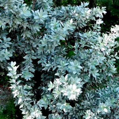 CONOCARPUS ERECTUS SERICEUS