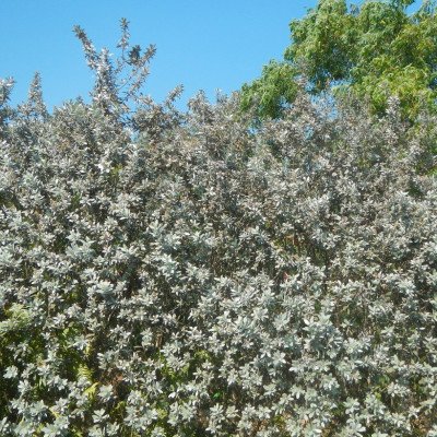 CONOCARPUS ERECTUS SERICEUS