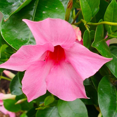 DIPLADENIA