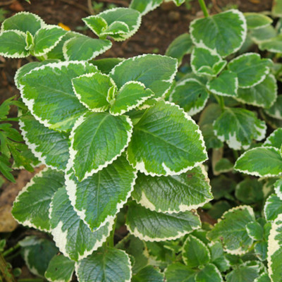 Cuban Oregano