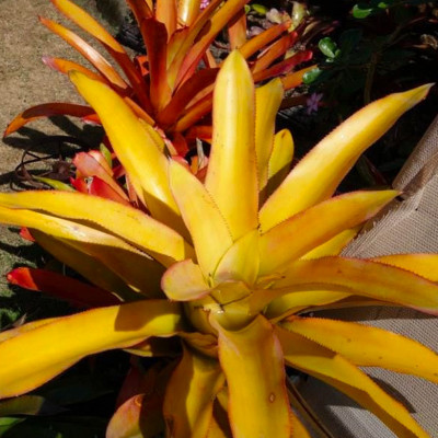 Bromelia jaune de Blanchet