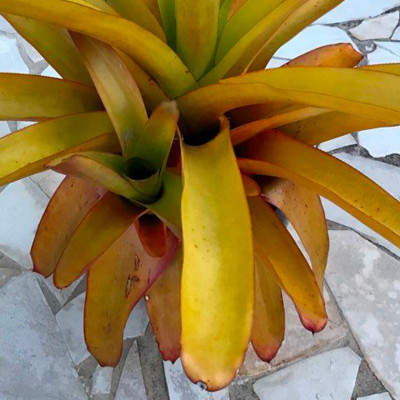 Bromelia jaune de Blanchet