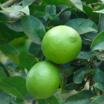 CITRUS LATIFOLIA