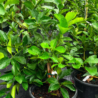 CITRUS LATIFOLIA