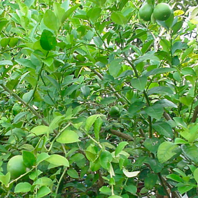 CITRUS AURANTIFOLIA