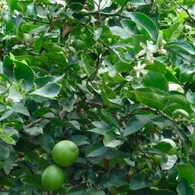 CITRUS AURANTIFOLIA