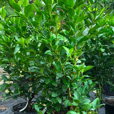 CITRUS AURANTIFOLIA