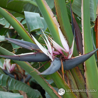 STRELITZIA NICOLAI