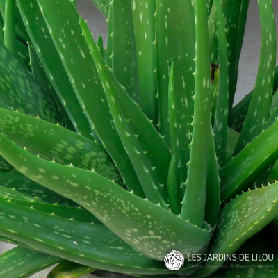 ALOE VERA