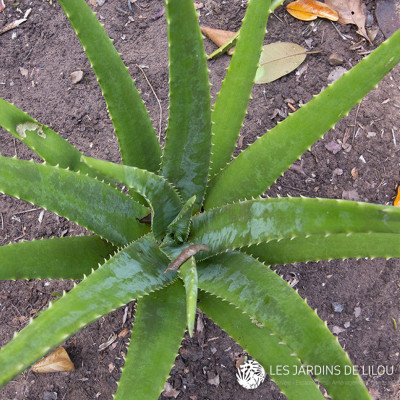 ALOE VERA