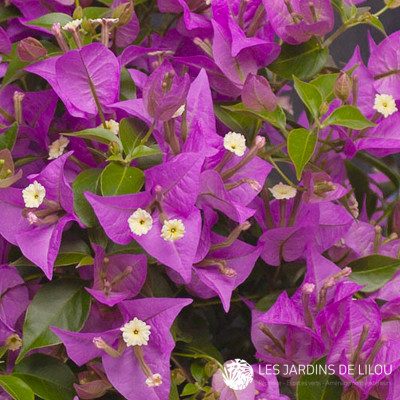 BOUGAINVILLEA