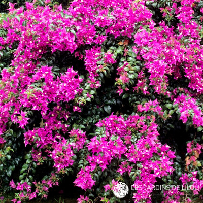 BOUGAINVILLEA