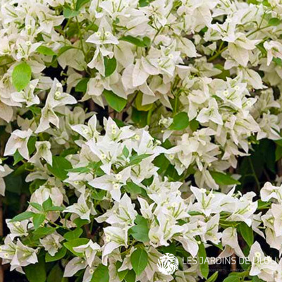 BOUGAINVILLEA