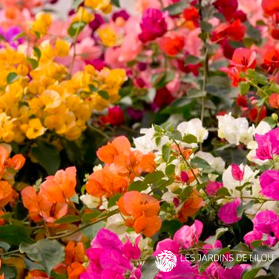 BOUGAINVILLEA