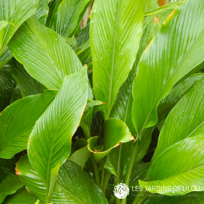 CURCUMA LONGA