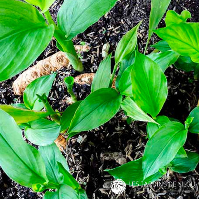 CURCUMA LONGA