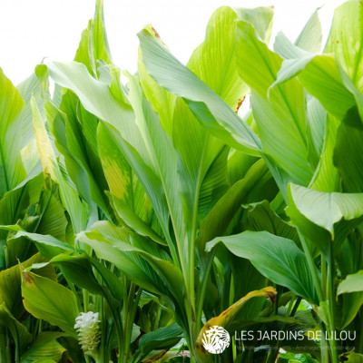 CURCUMA LONGA