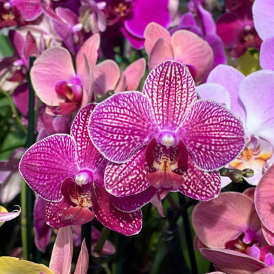 Ochidée PHALAENOPSIS