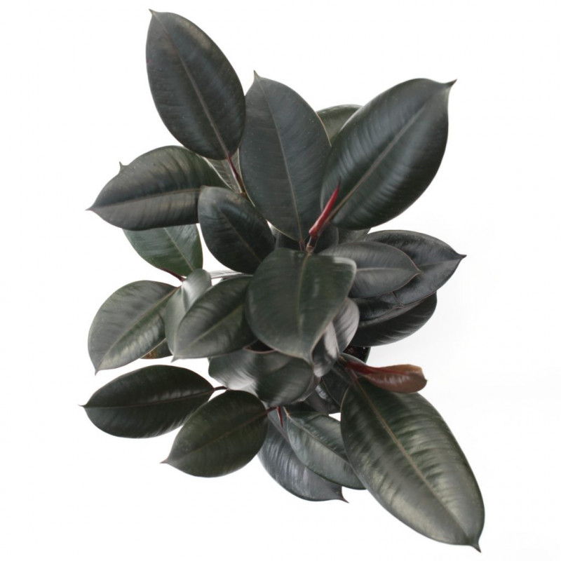 Ficus Elastica dit Caoutchouc • Roubaud Jardinerie Marseille