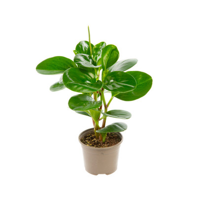 PEPEROMIA OBTUSIFOLIA PEPEROMIA OBTUSIFOLIA